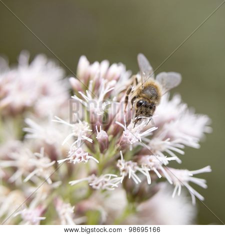 Bee On Epatorium Purpureum