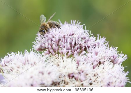 Bee On Epatorium Purpureum