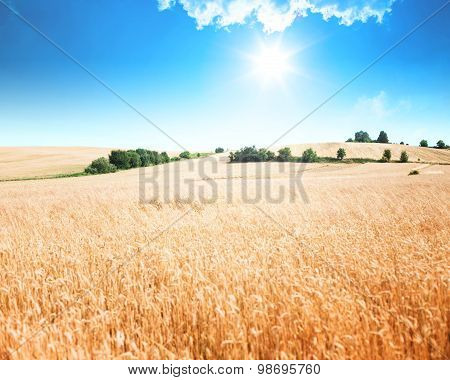 Wheat filed with blue sky and sun.