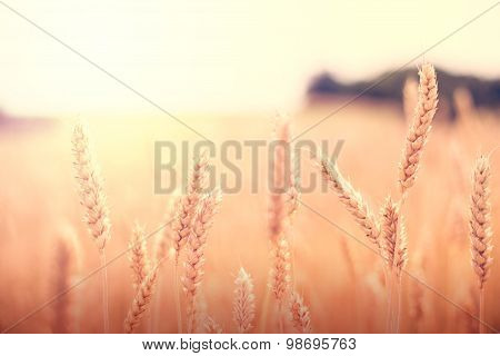 Vintage filter wheat field