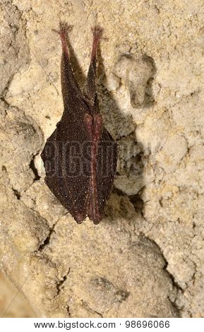 Greater Mouse-eared Bat ( Myotis Myotis)