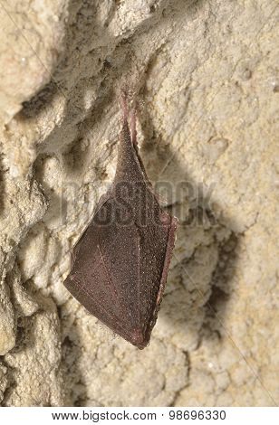 Greater Mouse-eared Bat ( Myotis Myotis)