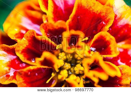 Close Up Of The Tagetes (marigold) Flower With Dewdrops