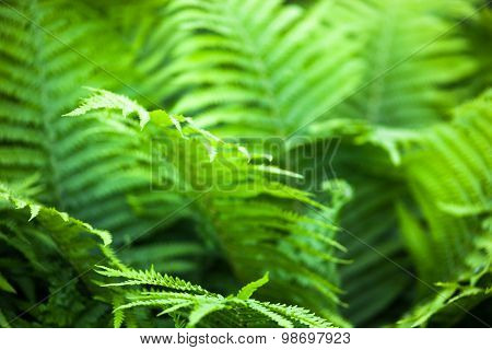 Green Fern Stems And Leaves