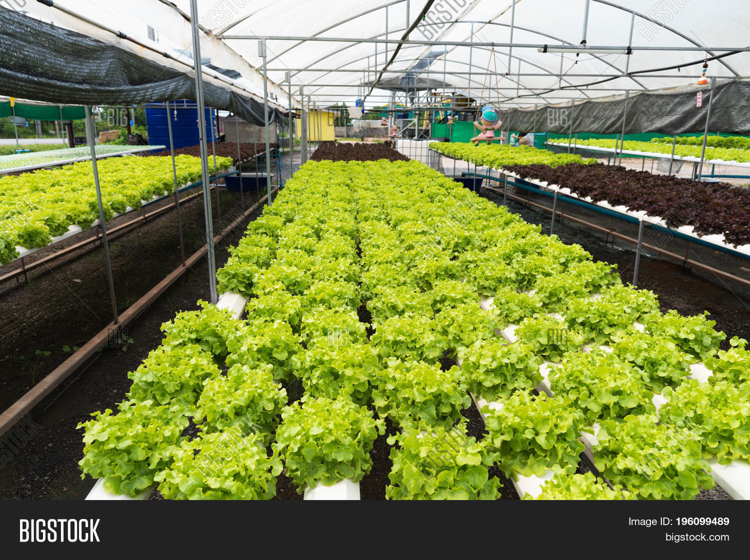 Hydroponics Farm. Image & Photo (Free Trial) Bigstock