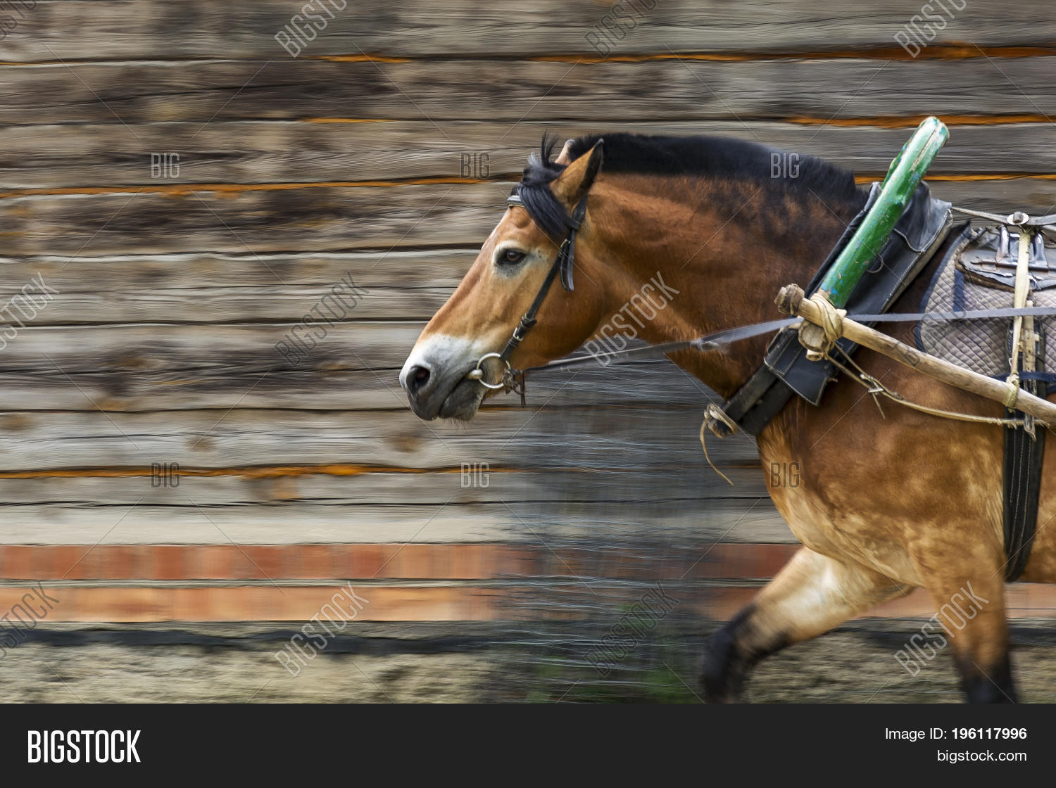Red Horse Harness Yoke Image & Photo (Free Trial) Bigstock