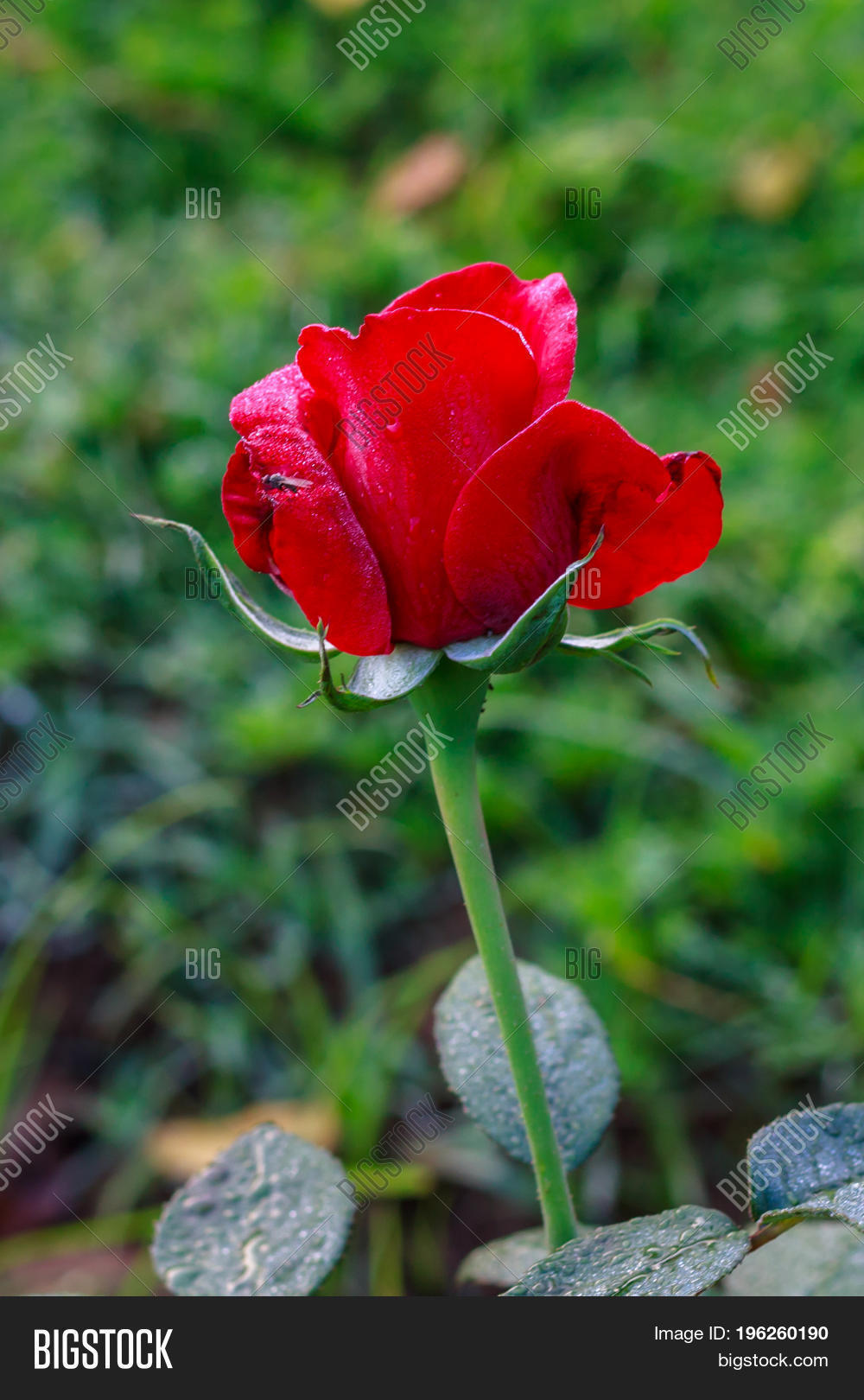 Early Morning Image & Photo (Free Trial) | Bigstock