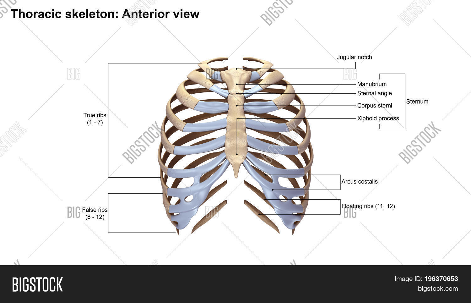 Ribs Flat, Thin Bones Image & Photo (Free Trial) Bigstock