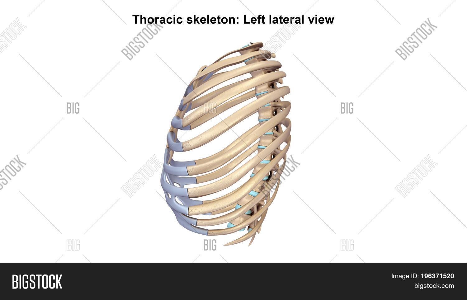 Ribs Flat, Thin Bones Image & Photo (Free Trial) Bigstock