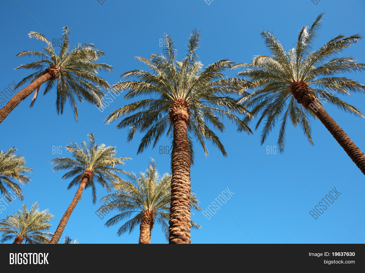 Las palms. La пальмы. Пальмы в лос анджелесе. Пальмы лас вегас лист. Фон лос анджелес пальмы.