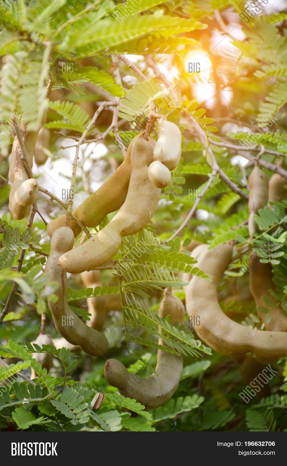 Close Tamarindus Image & Photo (Free Trial) Bigstock
