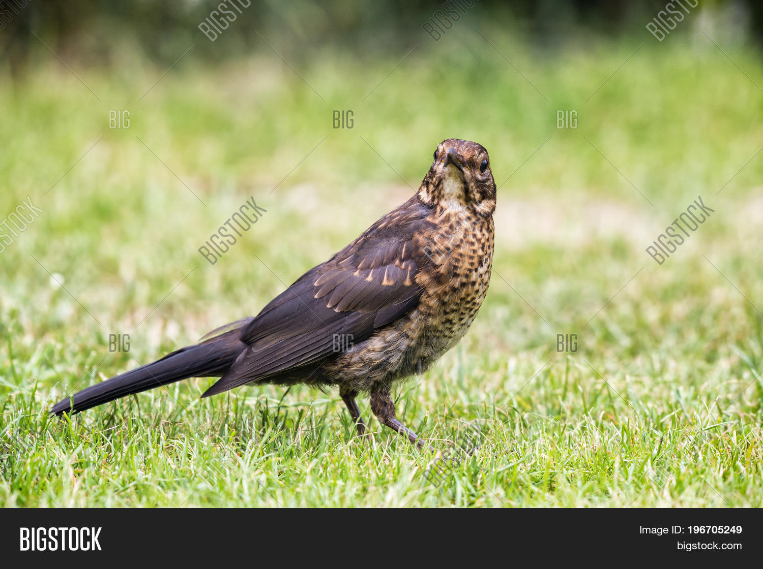 Female Thrush Garden Image & Photo (Free Trial) | Bigstock