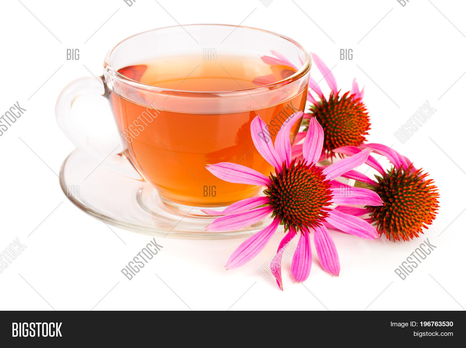 Echinacea Tea Isolated Image & Photo (Free Trial) Bigstock