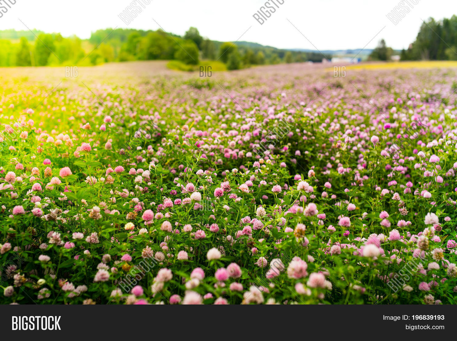 Clover Flowers, Image & Photo (Free Trial) | Bigstock