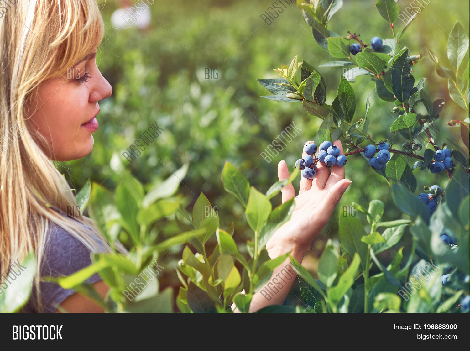 девушка лицо лето черника. собирать чернику во сне для женщины. люди собирают голубику. собирают чернику в лесу. собирать чернику во сне для женщины.