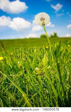 a dandelion on a fresh green meadow with clear blue sky in the background // spring