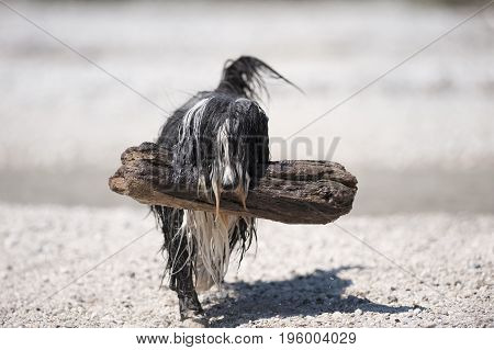 Wet Bearded Collie dog proudly carrying a big stick from a water. He is very wet and looks like he rescues this wood log.