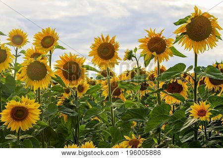 Sunflower flowers in an ecologically clean area, Agrocultura