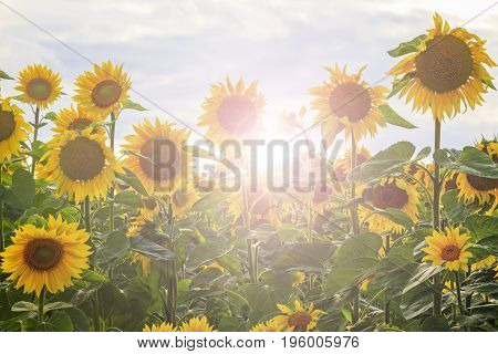 Sunflower flowers in an ecologically clean area with sunny hotspot, Agrocultura