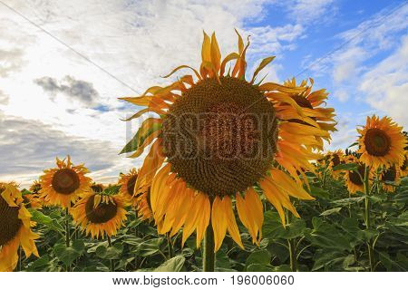 Ripe sunflower on the background of a bright sky, Agrocultura