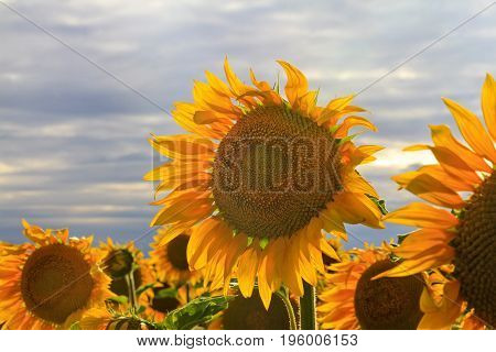Sunflower on a background of stormy sky, Agrocultura