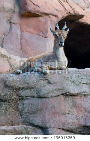 mountain goat also known as Turkemen Markhor.