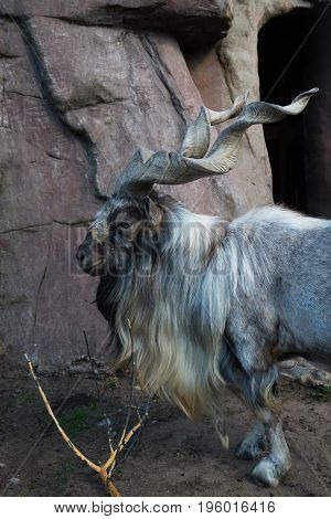 Bukharan marchor mountain also known as Turkemen Markhor.
