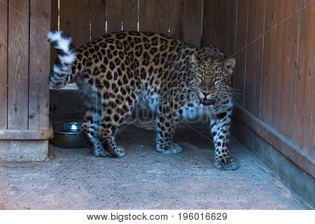 the far Eastern snow leopard at the zoo.