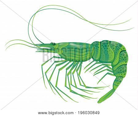 shrimp isolated on white realistic vector illustration