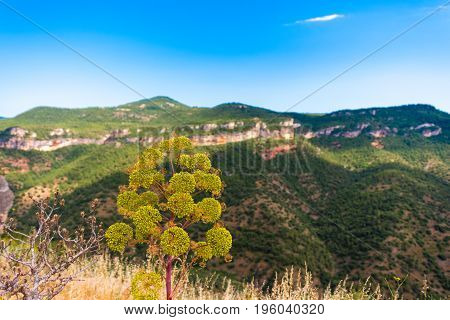 Flower On A Background Of Mountains In Siurana De Prades, Tarragona, Catalunya, Spain. Copy Space Fo
