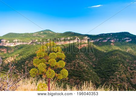 Flower On A Background Of Mountains In Siurana De Prades, Tarragona, Catalunya, Spain. Copy Space Fo