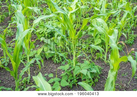 Small Corn Field Agriculture. Green Nature. Rural Farm Land In Summer