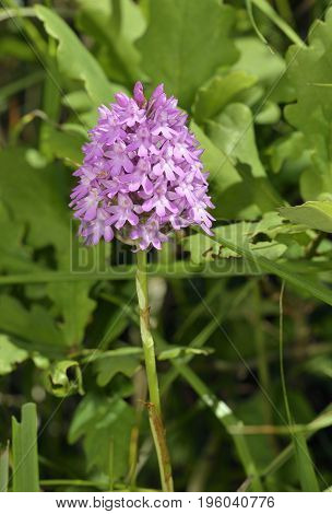 Pyramidal Orchid