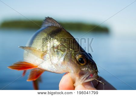 The fisherman holds a perch in his hand at lake
