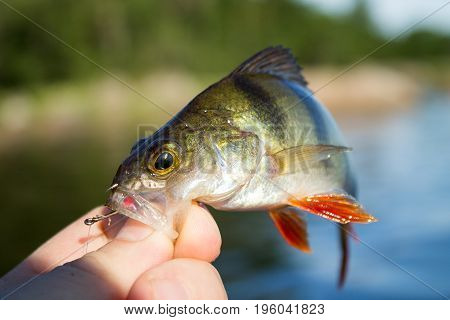 The fisherman holds a perch in his hand at lake