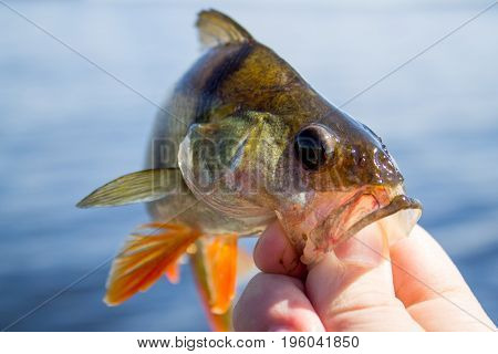 The fisherman holds a perch in his hand at lake