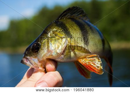 The fisherman holds a perch in his hand at lake
