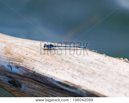 Blue Dragonfly on top of a wooden oar