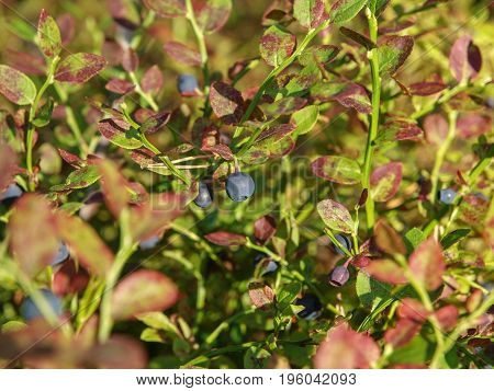 wild blueberry plant close up photographed in Finnish forest
