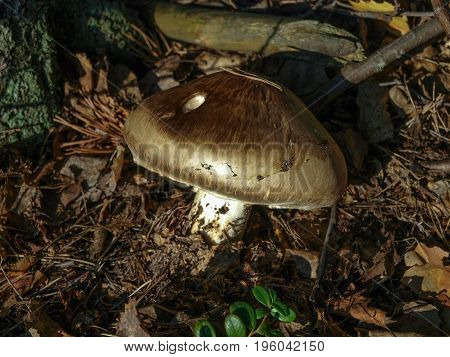wild brown mushroom growing in the shadow of a pine forest