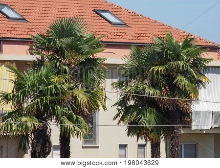 Palm Tree Plants