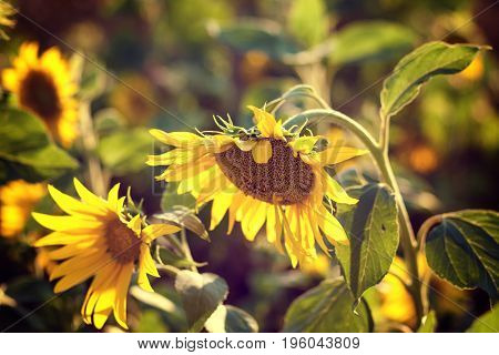 Sunflowers in garden. Sunflowers blooming in sunflower darden. Yellow paradise.