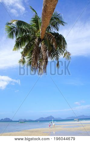 Palm Tree on a beach in El Nido Philippines on a sunny day