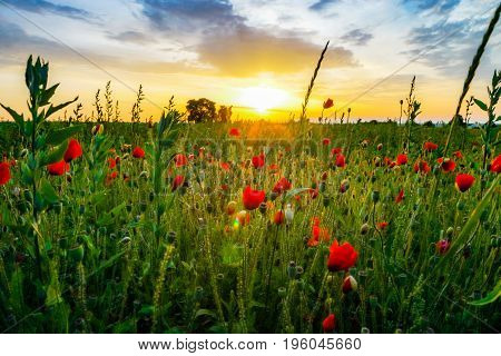 Colorful Landscape At Sunrise: Sun, Red Poppies And Blue Sky