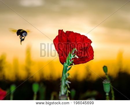 Flying Bumblebee And Red Poppy, Sunrise Time, Alsace, France