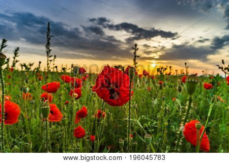 Colorful Closeup Of Poppies At Sunrise