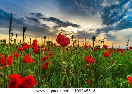 Colorful Landscape At Sunrise: Sun, Red Poppies And Blue Sky