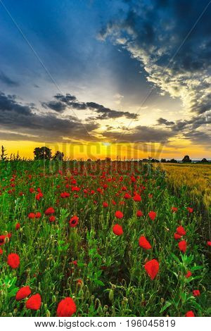 Beautiful Red Poppies Field Sunrise Panoramic View, Alsace, France
