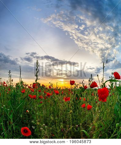 Beautiful Red Poppies Field Sunrise Panoramic View, Alsace, France