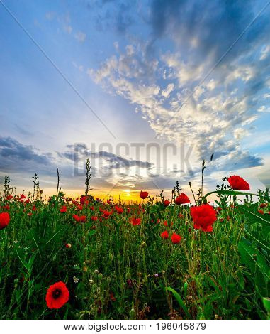Beautiful Red Poppies Field Sunrise Panoramic View, Alsace, France